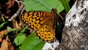 Easy to spot by its deep orange wings and solid black borders, the Atlantis Fritillary is active across Northwestern Ontario right now.
