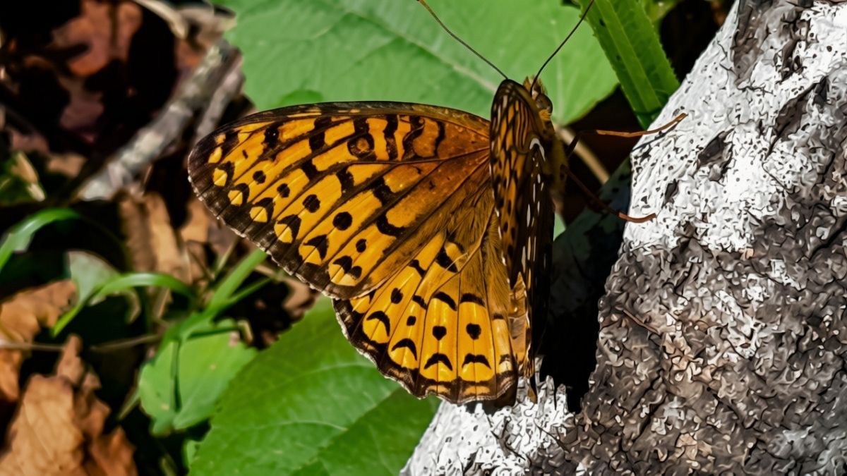 Easy to spot by its deep orange wings and solid black borders, the Atlantis Fritillary is active across Northwestern Ontario right now.