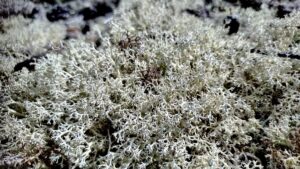 A dense carpet of Star-tipped Reindeer Lichen (Cladonia stellaris), characterized by intricate, lace-like branching that radiates into 4- to 5-pointed star shapes at each node. Its pale, creamy-green color comes from usnic acid, which helps protect it from intense sunlight.