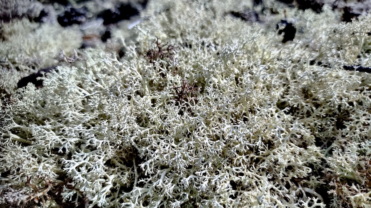 A dense carpet of Star-tipped Reindeer Lichen (Cladonia stellaris), characterized by intricate, lace-like branching that radiates into 4- to 5-pointed star shapes at each node. Its pale, creamy-green color comes from usnic acid, which helps protect it from intense sunlight.