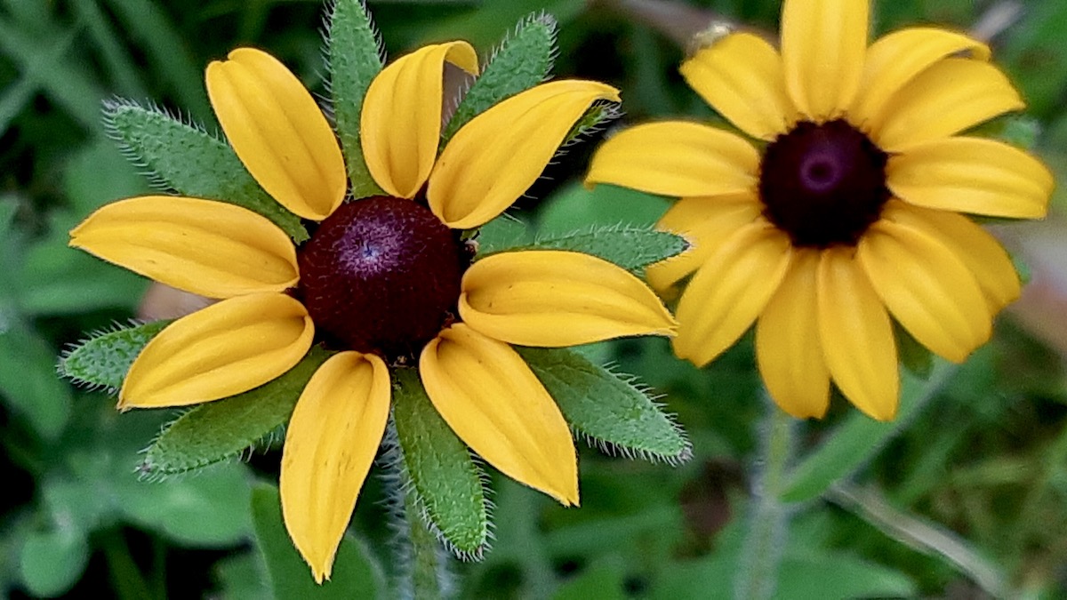Famous for its fiery yellow petals, the Black-Eyed Susan delivers essential nectar when other summer flowers fade.