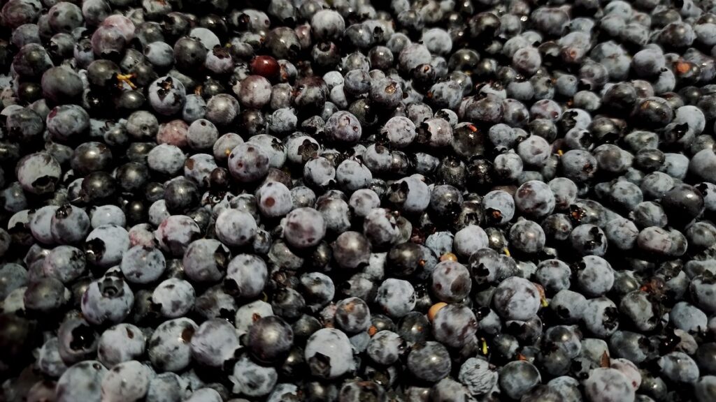 The buckets were full. These berries will make muffins, jams and spreads and more over the winter months. 