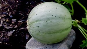 This is our first year growing cantaloupes at the living lab and community garden program!