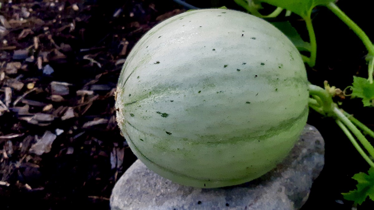 This is our first year growing cantaloupes at the living lab and community garden program!