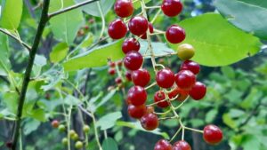 A classic August sign in Northwestern Ontario: wild chokecherry clusters ripening under the sun. Keep an eye out for these drooping fruit strands—chokecherries are about to hit peak ripeness!