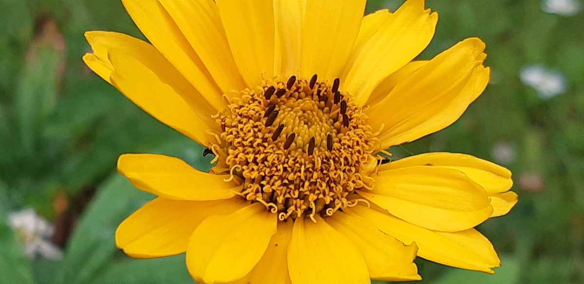 Looking like a cheerful imposter, the False Sunflower quietly plays by its own unique botanical rules.