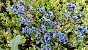 The berries were thick on the branches this year, heavy and sweet in the August sun.