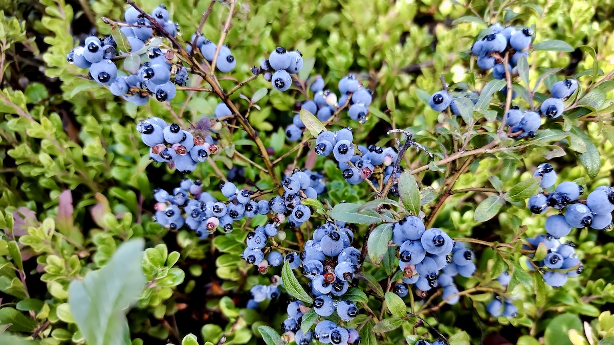 The berries were thick on the branches this year, heavy and sweet in the August sun.