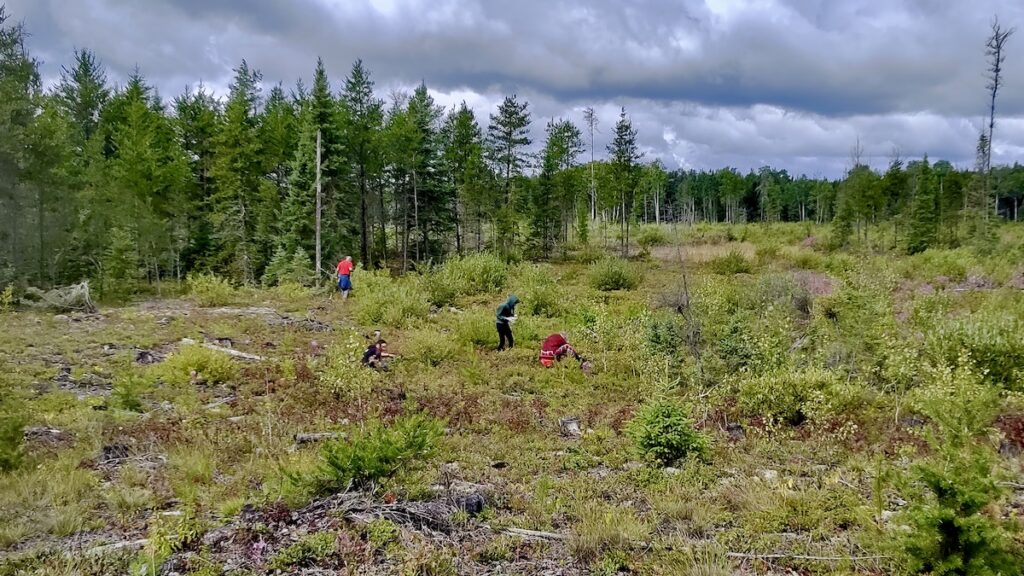 Nothing beats spending a day out on the land picking fat, juicy blueberries. 