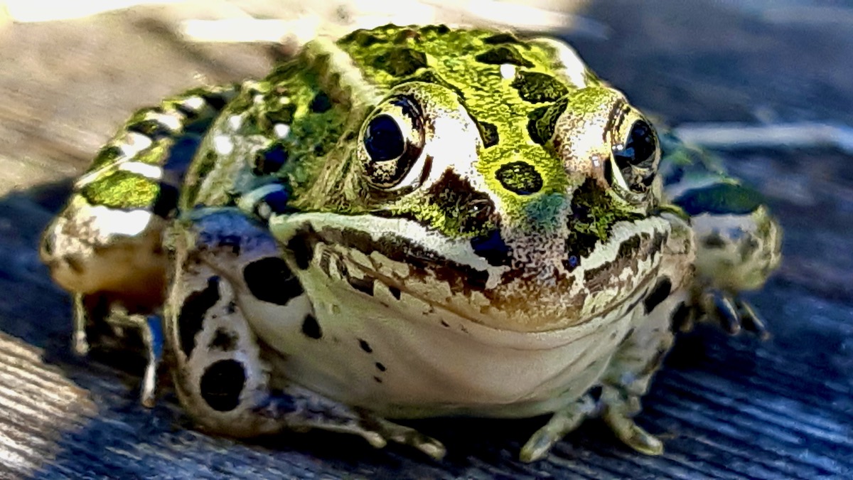 Our living lab gardens double as a summer hunting ground for local Northern Leopard Frogs.