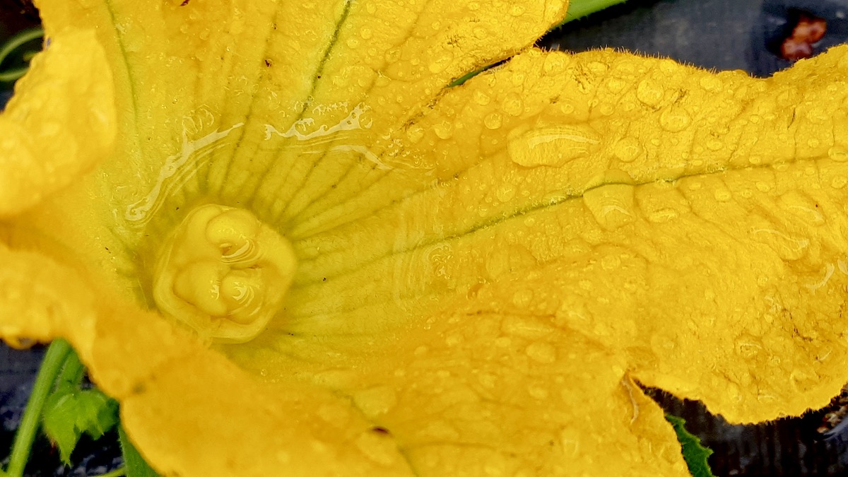 Fresh water collects around the center of a pumpkin flower during the final weeks of late summer blooming.