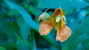 Dangling beneath broad leaves, these delicate orange blossoms attract hummingbirds while launching seeds like tiny catapults.