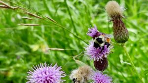 Mid-August in Melgund Township means watching local tricolored bumblebees grab a quick meal from blooming thistle before cooler weather sets in. Even the pesky Canada thistle serves a purpose in the boreal landscape—providing crucial late-season nectar for native bumblebees.
