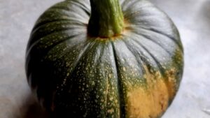 Frost tried to crash the party, but our green pumpkin is already showing its true colors. A warm spot by the window and a little patience will bring this last garden harvest across the finish line.
