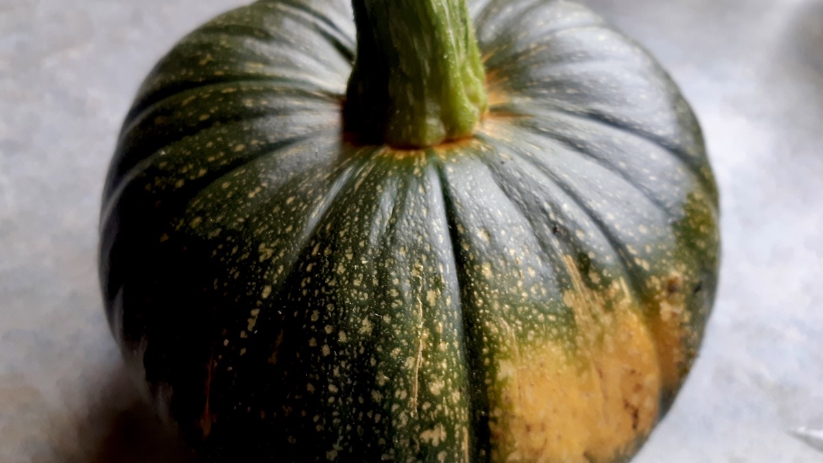 Frost tried to crash the party, but our green pumpkin is already showing its true colors. A warm spot by the window and a little patience will bring this last garden harvest across the finish line.