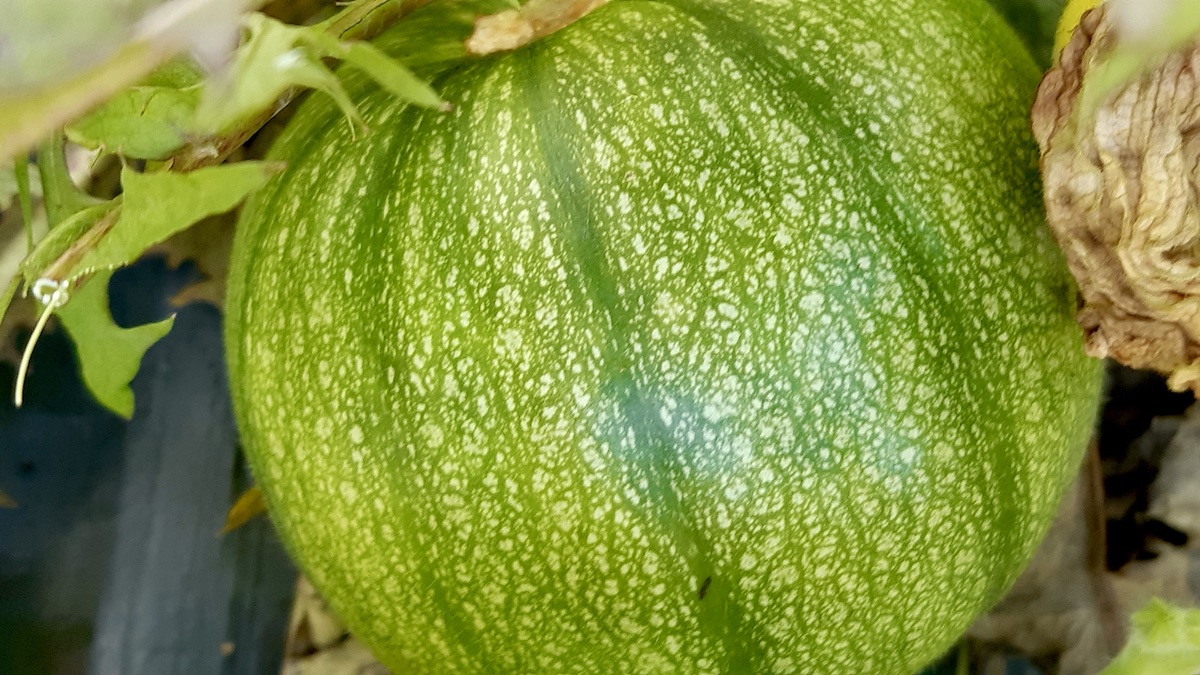 Green, Plump, and Thriving