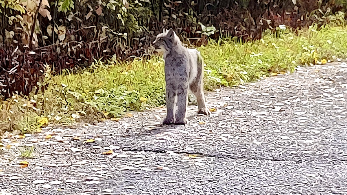 What does a young lynx do in October? Hunting, travelling and preparing for life in the winter forest.