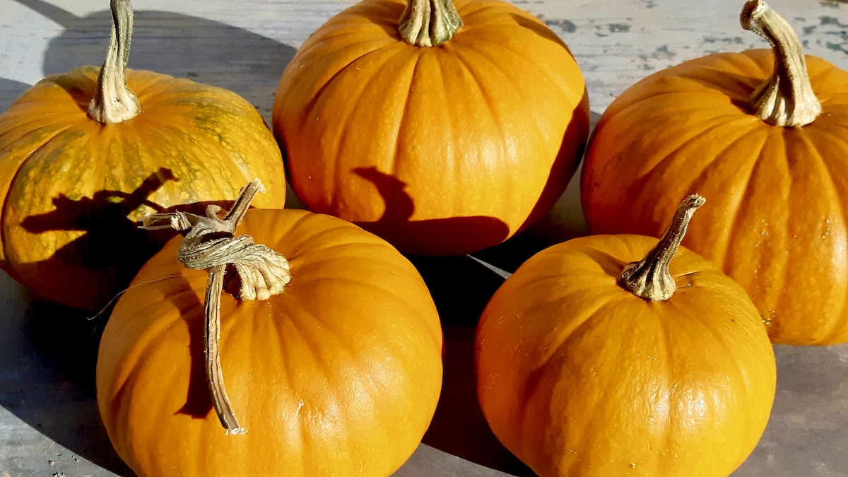Come out to the Dyment Recreation Hall on Wednesday, October 28 from 1-4 p.m. and carve some mini pumpkins!