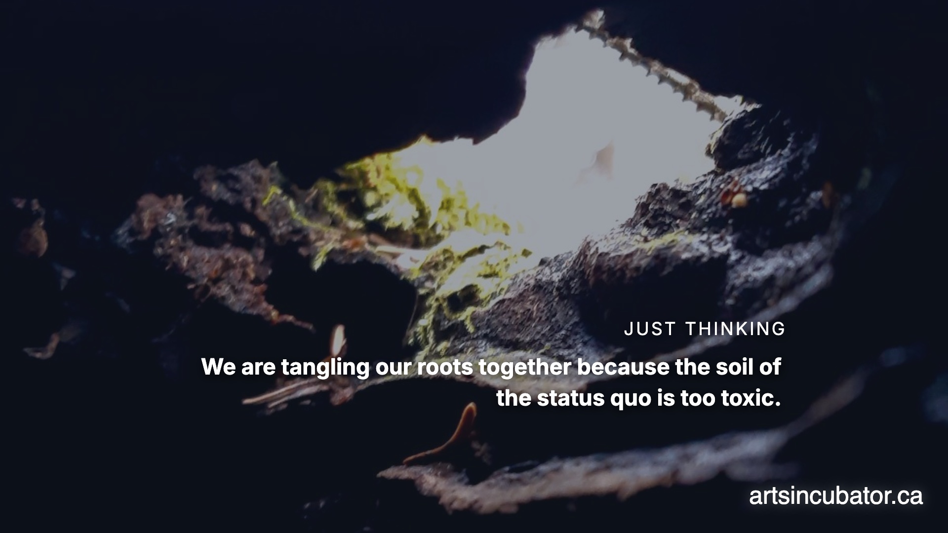 The Mycelium of the Grocery Aisle