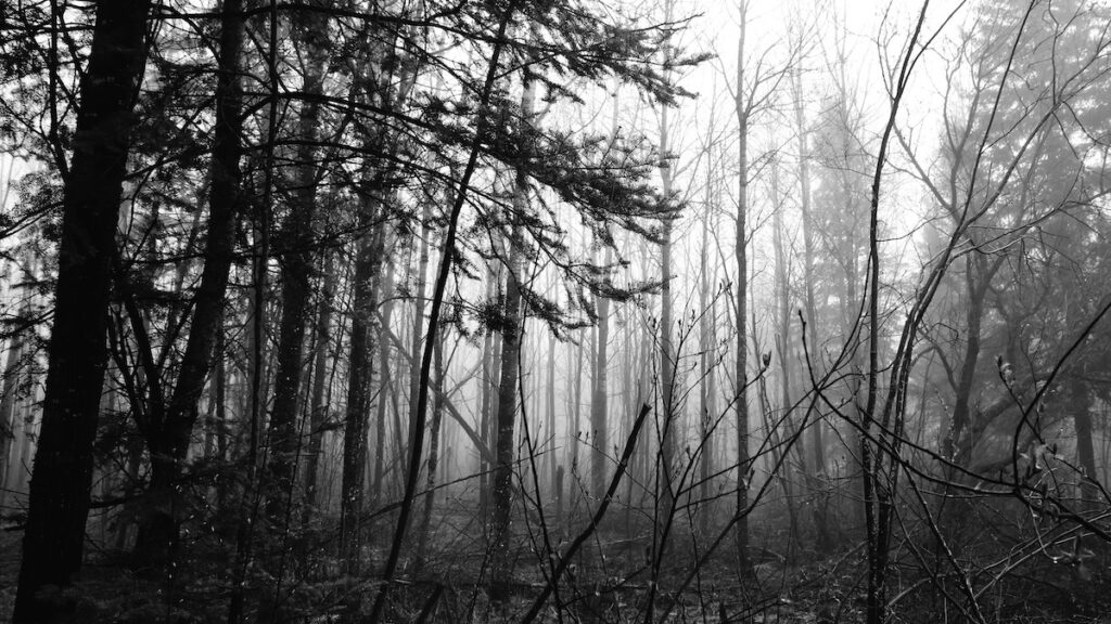 Fog doesn’t erase, it distills. What remains in the hush is not absence, but a pause between stories. Trees lean like breathless witnesses, caught in the act of remembering. This isn’t mystery—it’s a threshold. You aren’t lost here; you’re being rewritten.