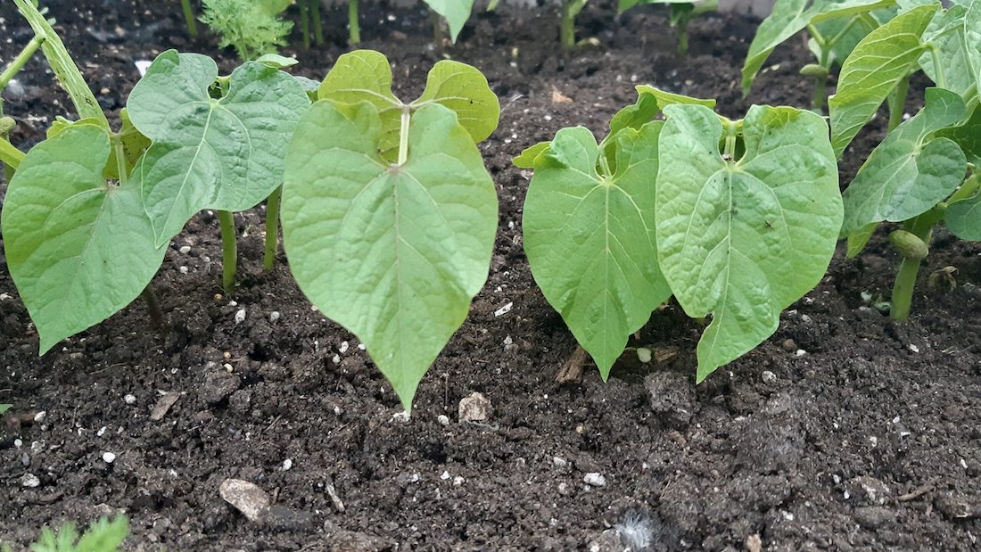 This summer the Youth, Arts and Media Team are learning essential tips for growing beans and embarking on a journey toward sustainable gardening. Discover the benefits of cultivating your own nutritious and delicious vegetables.