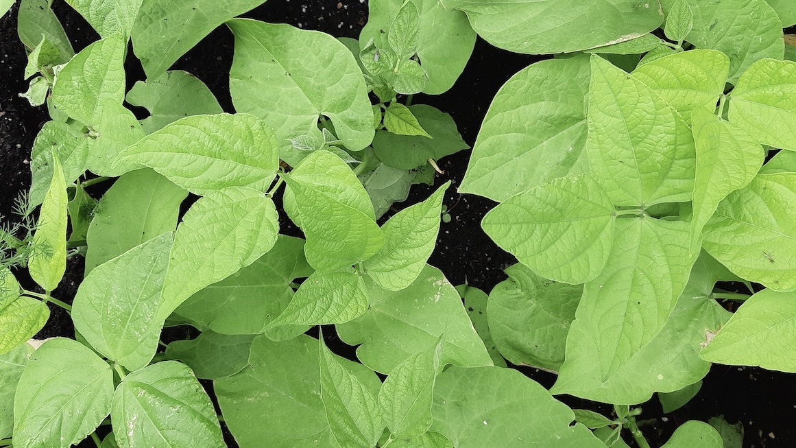 Our beans and peas are starting to grow and spread out!