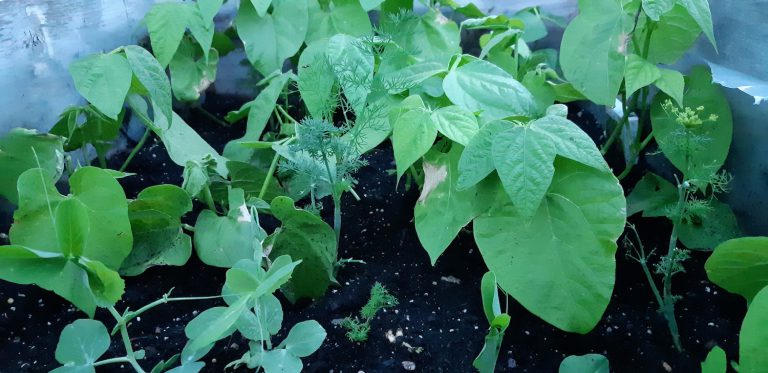 Beans and Peas are growing even more!