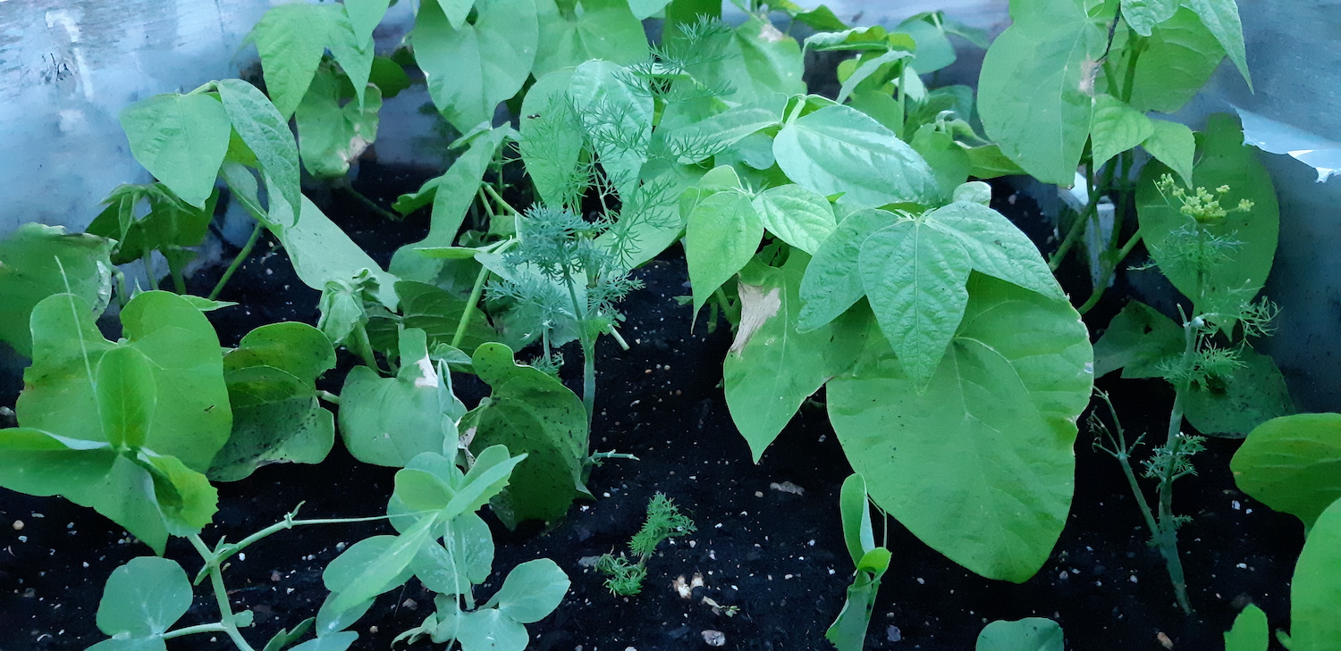 Beans and Peas are growing even more!