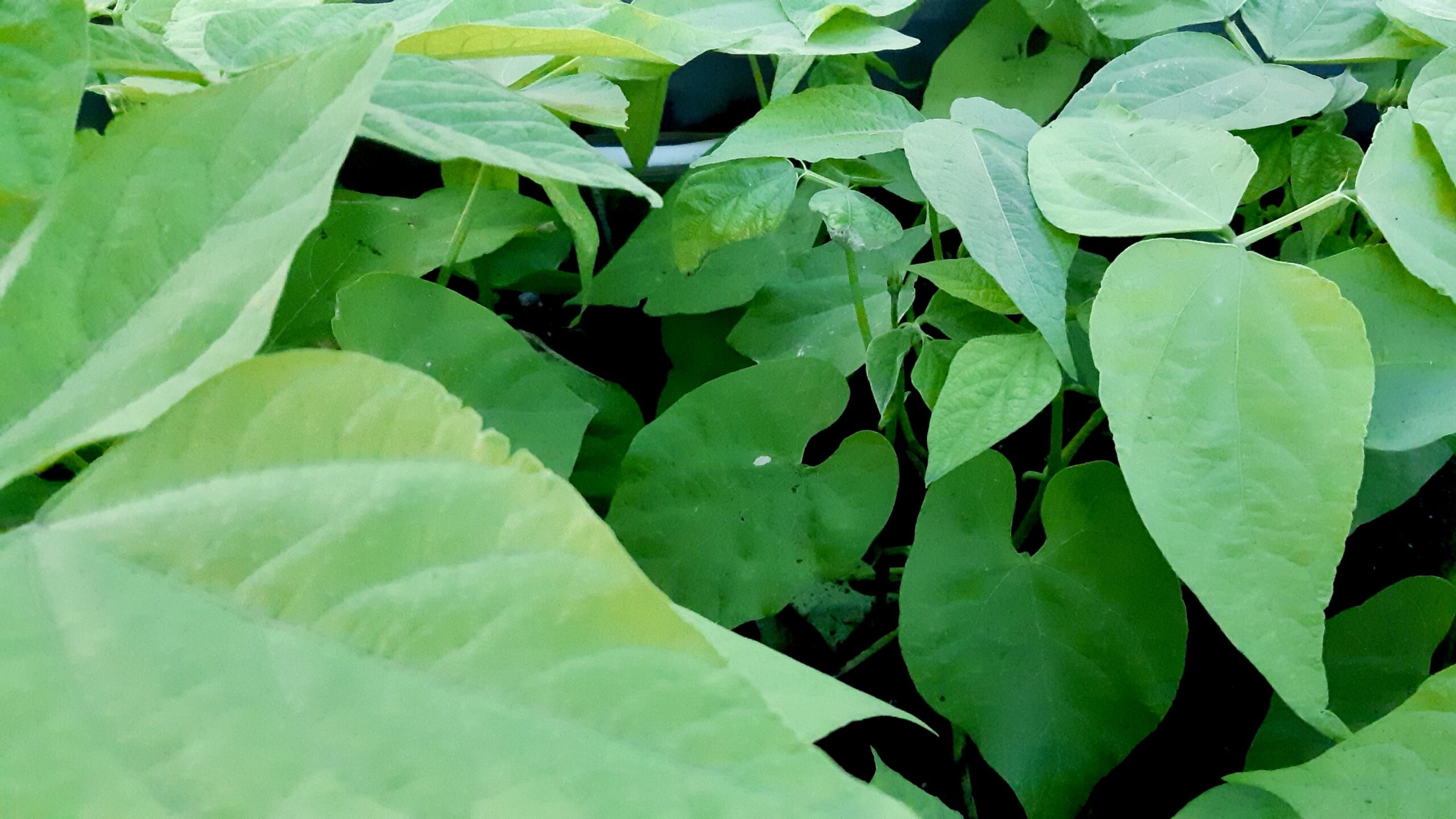 This summer we're growing beans and peas!