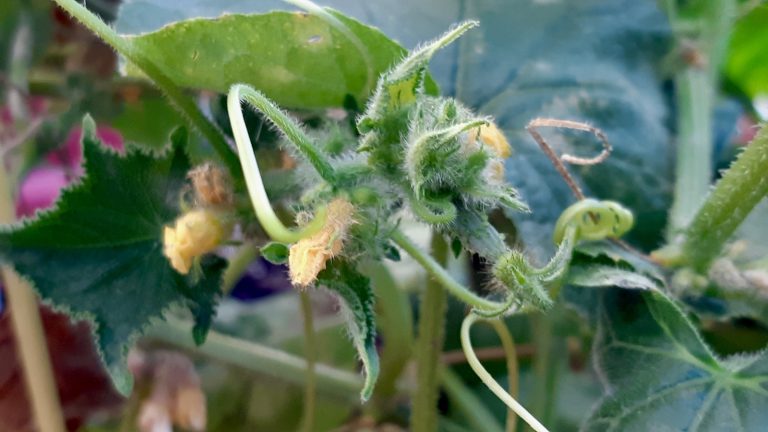 As our cucumber plants bloom here in Winnipeg, we’re cultivating not just crops but the skills and resilience needed for sustainable farming.
