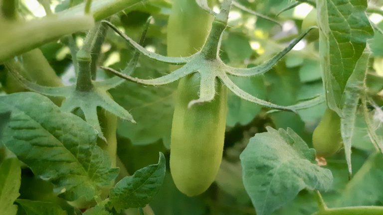 This year we were thrilled to see our tomatoes thriving, plump and green, thanks to the support and knowledge we've gained from Manitoba Agriculture and the Sustainable Canadian Agricultural Partnership. Their support has been invaluable in helping us understand food production from the ground up, and we’re grateful for their commitment to fostering sustainable practices with our project. Photo: Tony Eetak, Art Borups Corners Youth, Arts and Media