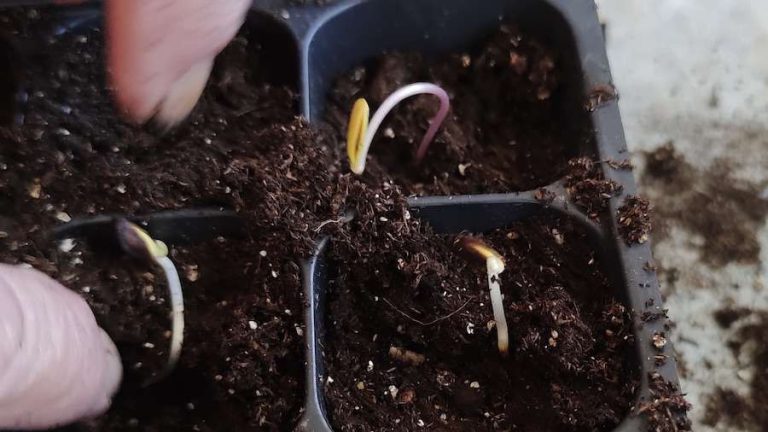 Seeds are starting to sprout, and being placed into soil for planting this spring. These hopeful sprouts represent the beginning of a community-led effort to revitalize apple growing in Northwestern Ontario.