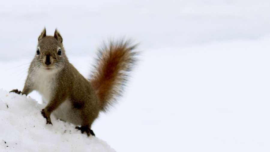 This little Winnipeg resident is braving the last gasp of winter. Spring is on the way, and even the squirrels in Winnipeg can feel it! Photo: Tony Eetak