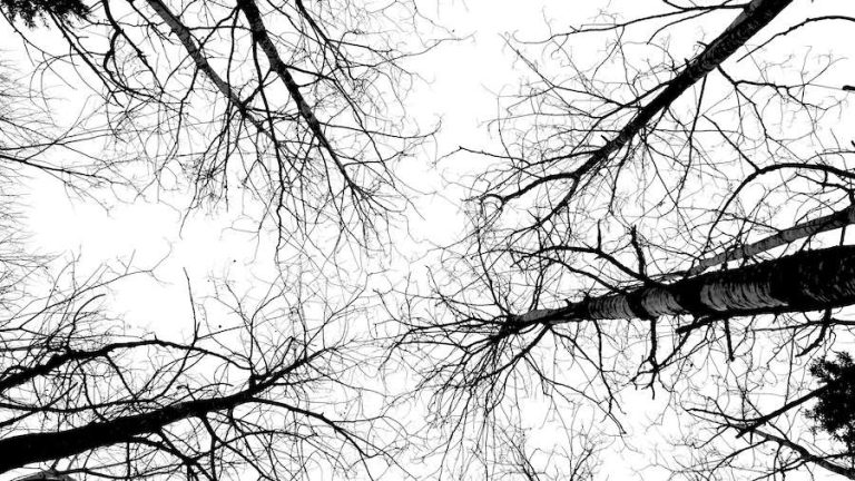 The chill is finally easing up, making it the perfect time to get outside and capture the beauty of Winnipeg, Manitoba. Soon, these branches will be bursting with life, offering endless inspiration for art and photography. Photo: Tony Eetak