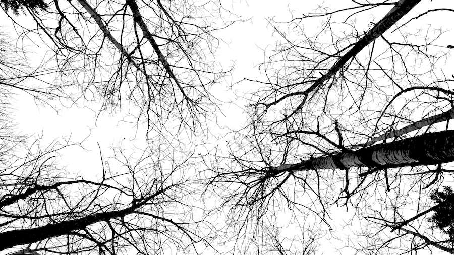 The chill is finally easing up, making it the perfect time to get outside and capture the beauty of Winnipeg, Manitoba. Soon, these branches will be bursting with life, offering endless inspiration for art and photography. Photo: Tony Eetak