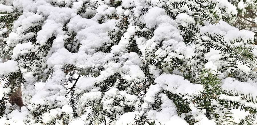 As our Fall and Winter 2024-2025 arts incubator program starts to wind down, spring is just around the corner.