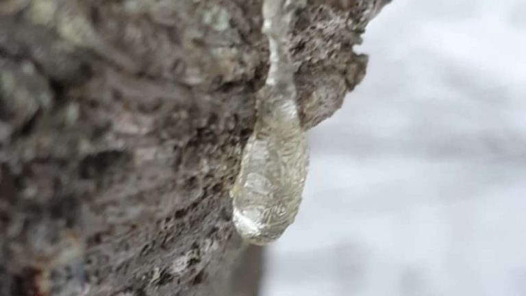 Crystal-clear pine resin drips from the tree, rich with scent and history. A fleeting moment of nature’s alchemy, destined to solidify over time.