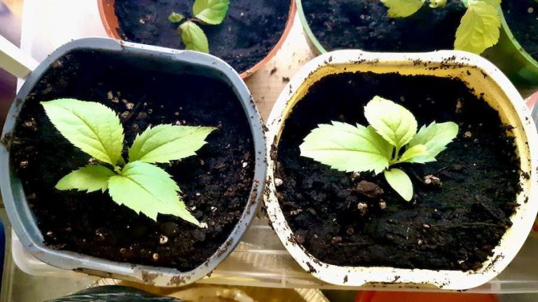 Newly transplanted Royal Gala apple seedlings thrive in early spring sunlight at Melgund Township’s community orchard project. Youth and volunteers are expanding the orchard with sustainable agriculture practices in Northwestern Ontario.