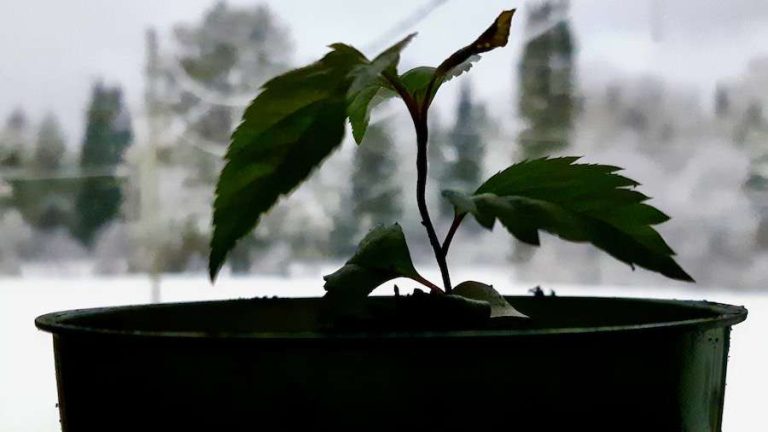 Community-led agriculture in action: Royal Gala apple seedlings, started indoors in January, are prepared for planting season. This project highlights sustainable food production and local engagement in rural Northwestern Ontario.