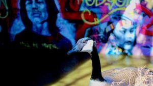 It stands where steel forgets it’s steel—among colour bleeding from walls, among echoes not meant for birds. A pause with feathers. A poem without lines. Graffitied stillness, urban myth. Something sacred hums low under the bridge, and the goose listens.