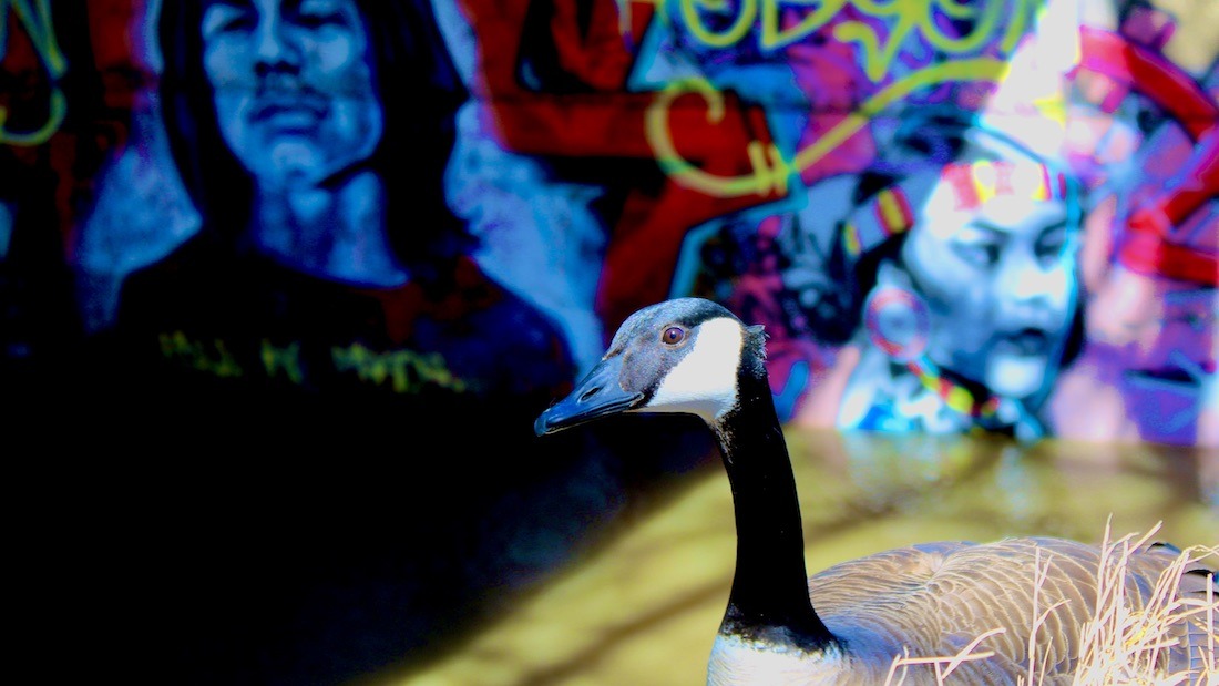 It stands where steel forgets it’s steel—among colour bleeding from walls, among echoes not meant for birds. A pause with feathers. A poem without lines. Graffitied stillness, urban myth. Something sacred hums low under the bridge, and the goose listens.