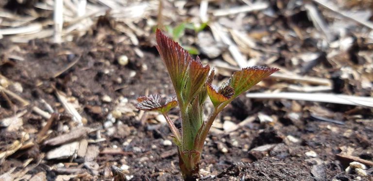 This tiny raspberry plant is part of something much bigger—community food security and sustainability.