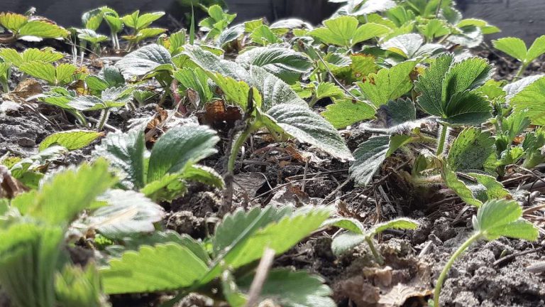 Strawberries are waking up in our northern garden, part of a project building community resilience through fresh food.