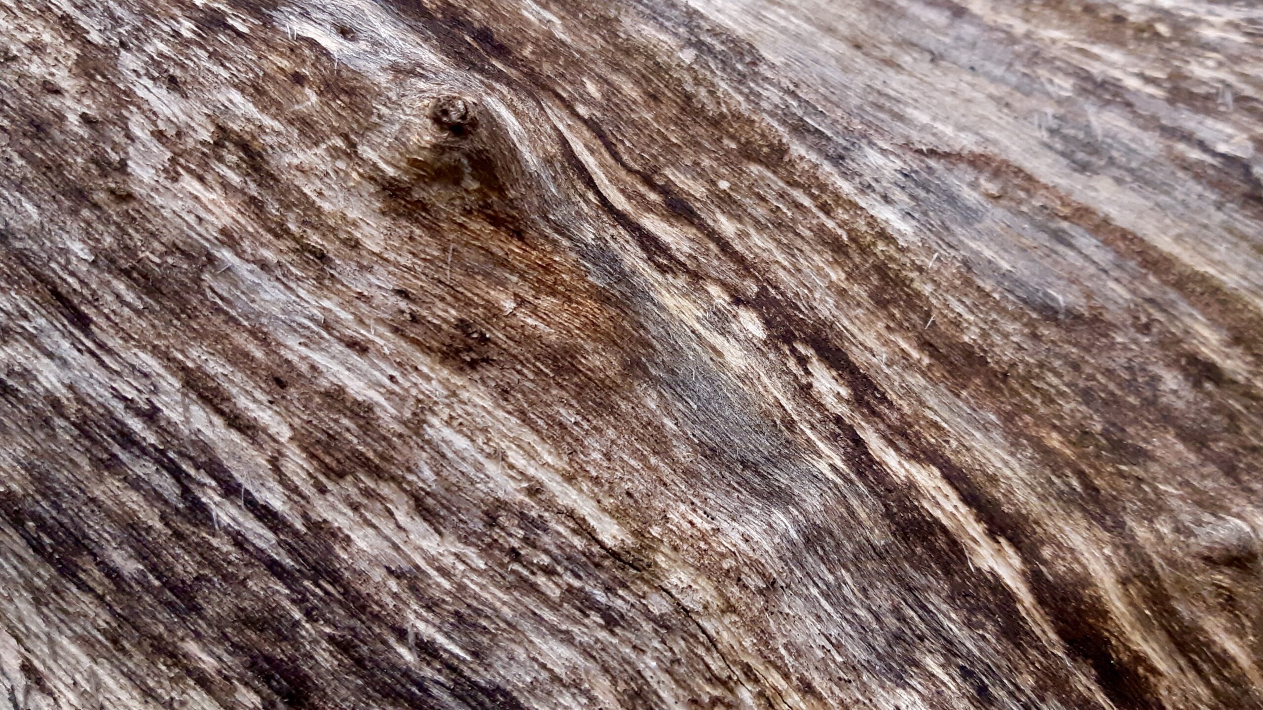 The tree dreams in textures now. Bark has been replaced by memory. Weathered lines recall the touch of wind, the breath of moss, the quiet tension between collapse and stillness. This is not death, but the long, slow rehearsal for return — to soil, to silence, to something shapeless yet whole.