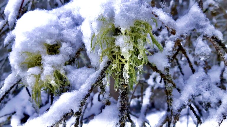 The caribou’s dark eyes scanned the white expanse, finally settling on the familiar green fringe clinging to the shadowed branch. Each snow-laden strand of lichen was a tiny beacon, a frozen delicacy in the vast stillness. It nudged its muzzle through the icy crystals, a fleeting taste of earth and survival in the heart of winter’s hold.