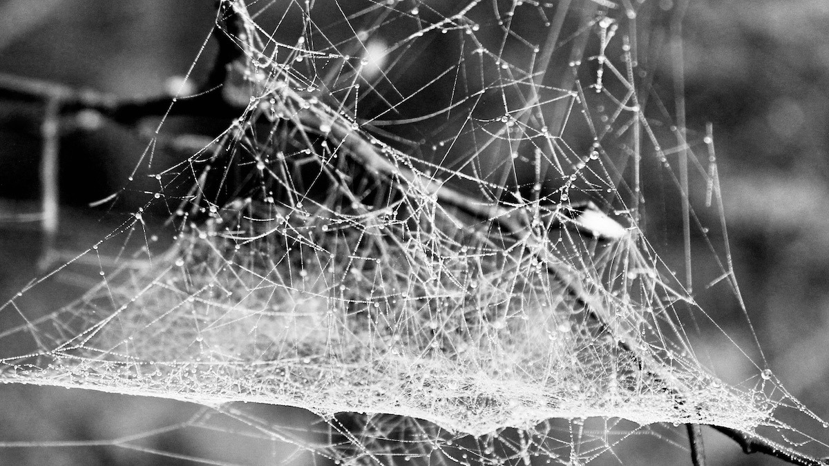 Echo lines hum between silences; dew holds the static of a thousand unspoken mornings.