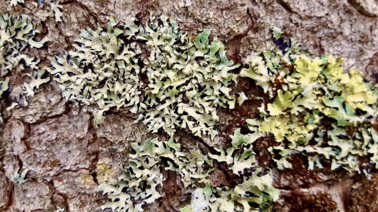 Whispers of green tongues curl from the tree’s breath. Not growth, but memory—etched into rough skin. Time blooms sideways here, slow and certain. A quiet conspiracy between light and lichen. Nothing moves, yet everything is listening.