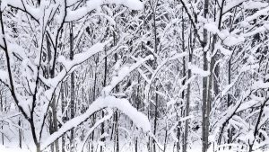Winter’s End 