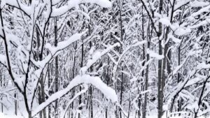 The Silence Between Seasons