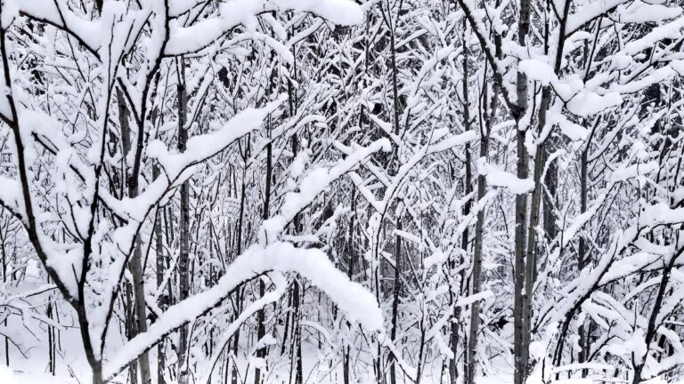 The Silence Between Seasons